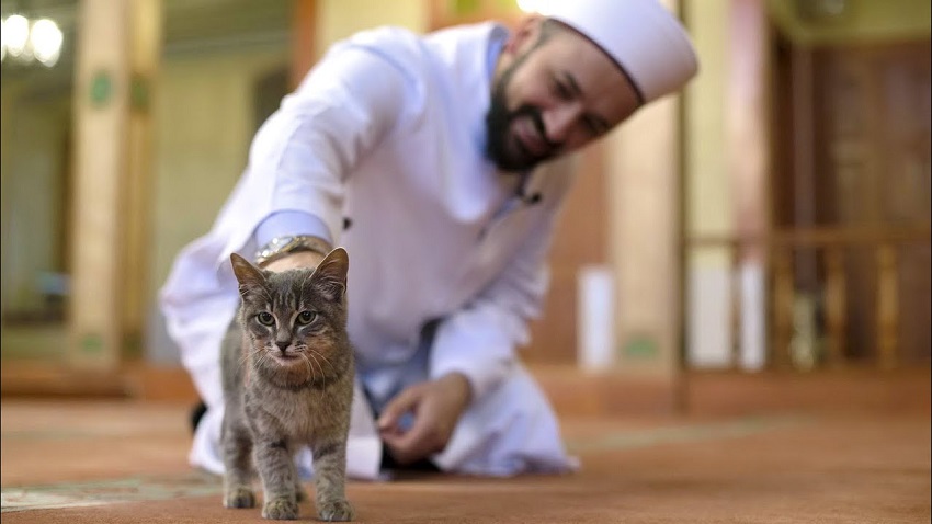 Nampak Remeh,Tapi Inilah Hukum Dosa Memelihara Kucing Yang 