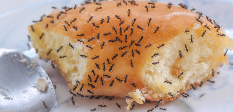 9 Cara Halau Semut Guna Bahan Di Rumah. Confirm Semut Lari!
