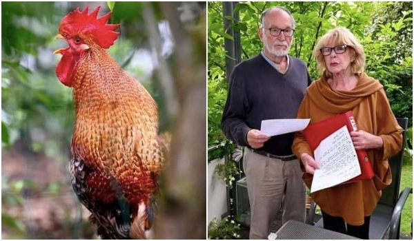 Ayam Jantan Berkokok 200 Kali Sehari, Pasangan Suami Isteri Failkan Saman
